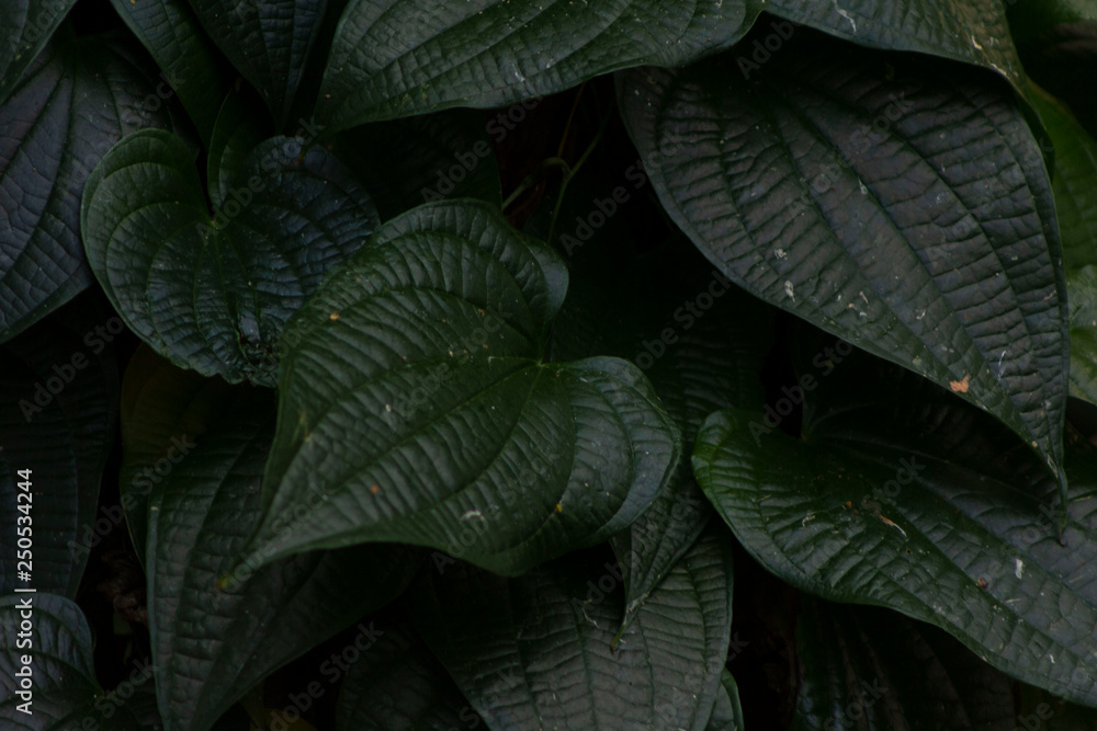 Obraz premium large green leaves
