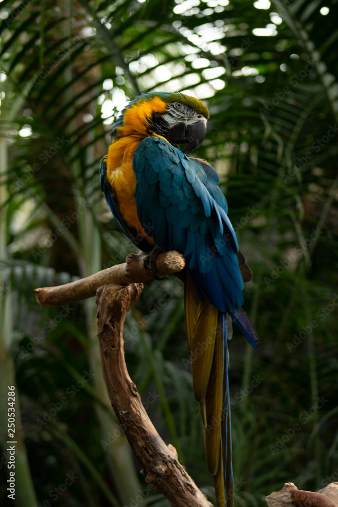 blue and yellow macaw