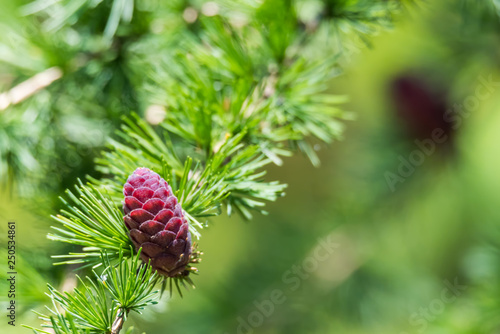 Closeup on branch of conifer tree on natural blured green color background