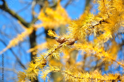 Beautiful bright and yellow pine tree