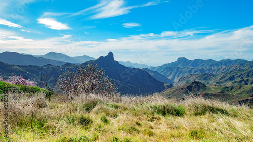 Meadow, blossoming almond trees and mountains of Canary Islands, Spain