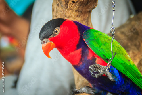 Leg chained black-capped lory parrot that look so sad and agonize. Black-capped (Lorius lory) also known as western black-capped lory or the tricolored lory, is a parrot found in New Guinea.