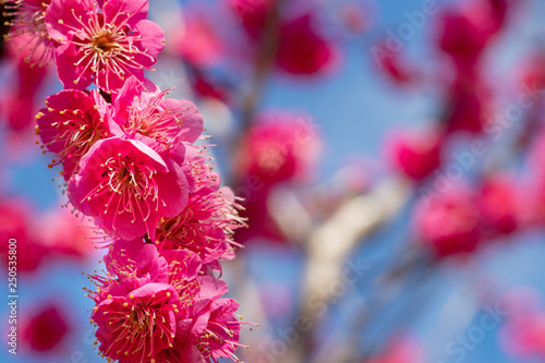 Red-bloomed plum garden at AobanoMori Park, Chiba prefecture, Chiba city, Japan photo