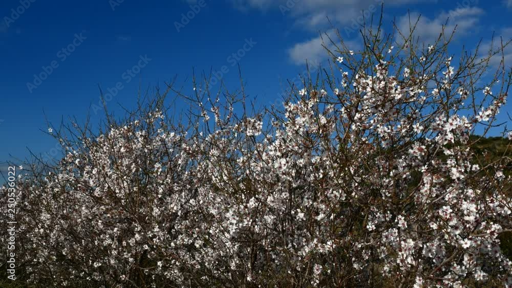Almond flower Almond Tree Close-up Video 4K Almond flower Almond Tree Close-up Video 4K