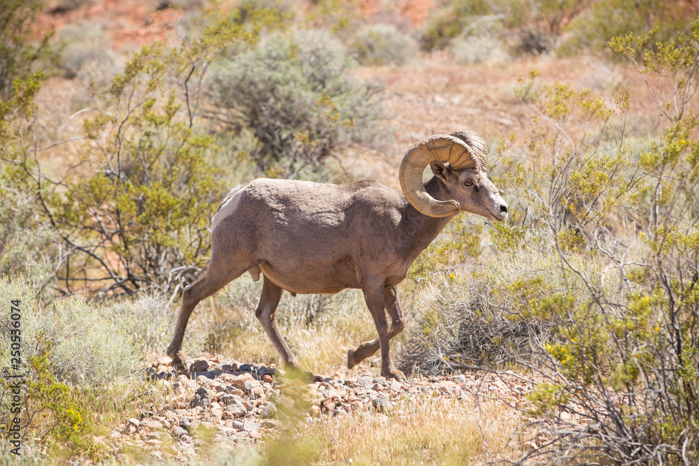 Side view of bighorn sheep walking on stones amidst plants in forest during sunny day Side view of bighorn sheep walking on stones amidst plants in forest during sunny day