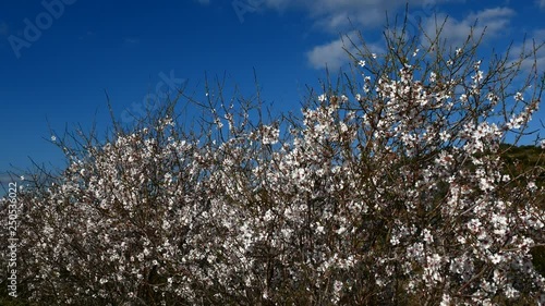 Wallpaper Mural Almond flower Almond Tree Close-up Video 4K Torontodigital.ca