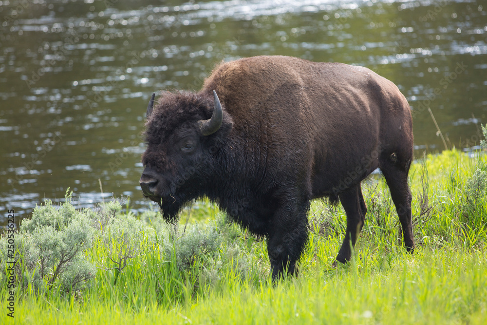 Side view of American Bison standing on grassy landscape in Yellowstone National Park Side view of American Bison standing on grassy landscape in Yellowstone National Park