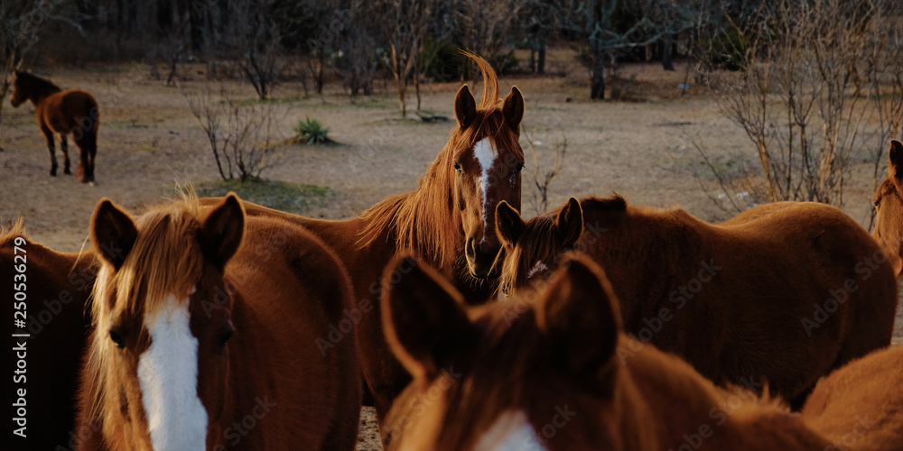 Naklejka premium Group of horses in pasture with wind blowing mane.