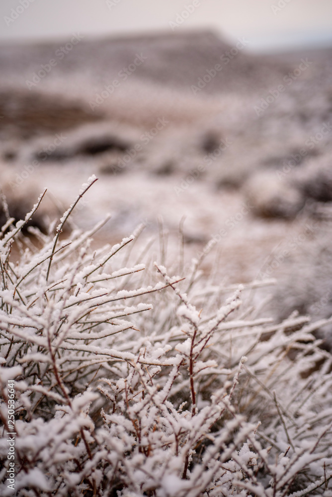 morning snowfall flakes cling to stems of dry desert plants in Eastern Sierra Nevada mountain valley winter landscape in California morning snowfall flakes cling to stems of dry desert plants in Eastern Sierra Nevada mountain valley winter landscape in California
