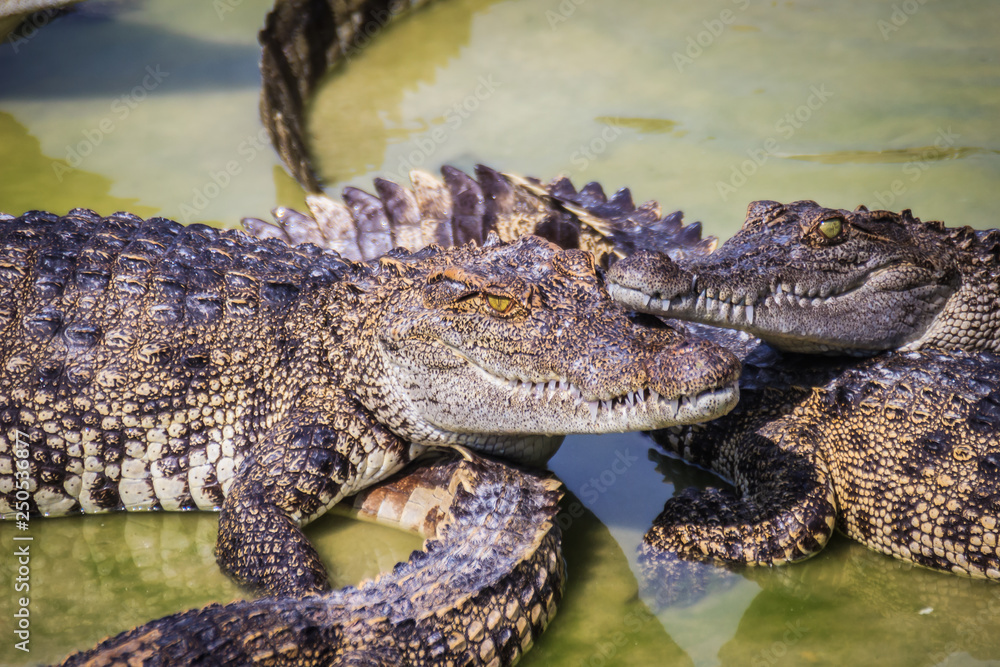 Obraz premium Scary crocodile is eating fresh meat in the farm. Crocodile farming for breeding and raising of crocodilians in order to produce crocodile and alligator meat, leather, and other goods.