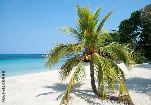 Fototapeta Naklejka Na Ścianę i Meble -  Caribbean Leaning Palm Tree