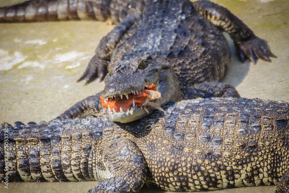 Scary crocodile is eating fresh meat in the farm. Crocodile farming for breeding and raising of crocodilians in order to produce crocodile and alligator meat, leather, and other goods. Scary crocodile is eating fresh meat in the farm. Crocodile farming for breeding and raising of crocodilians in order to produce crocodile and alligator meat, leather, and other goods.