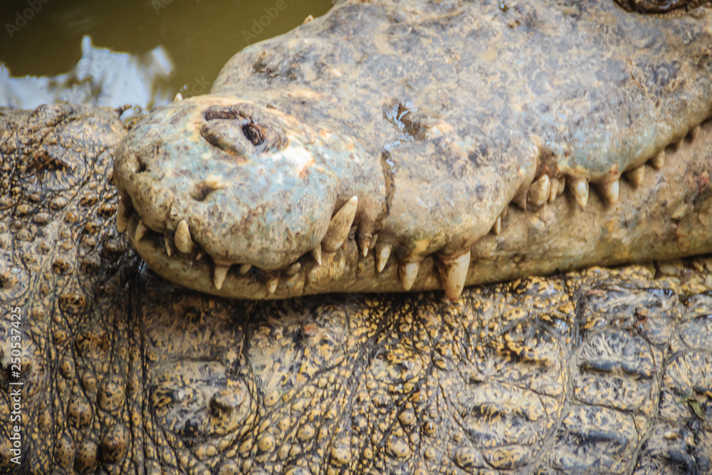 Fototapeta premium Sharp fangs and scary crocodile that waits for the prey. Dreadful crocodile with a toothy grin to attack the prey.