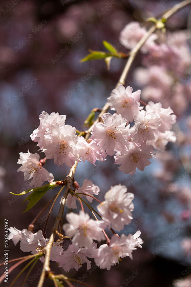 Obraz premium Sakura