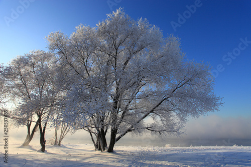 Trees in the snow against the blue sky and fog