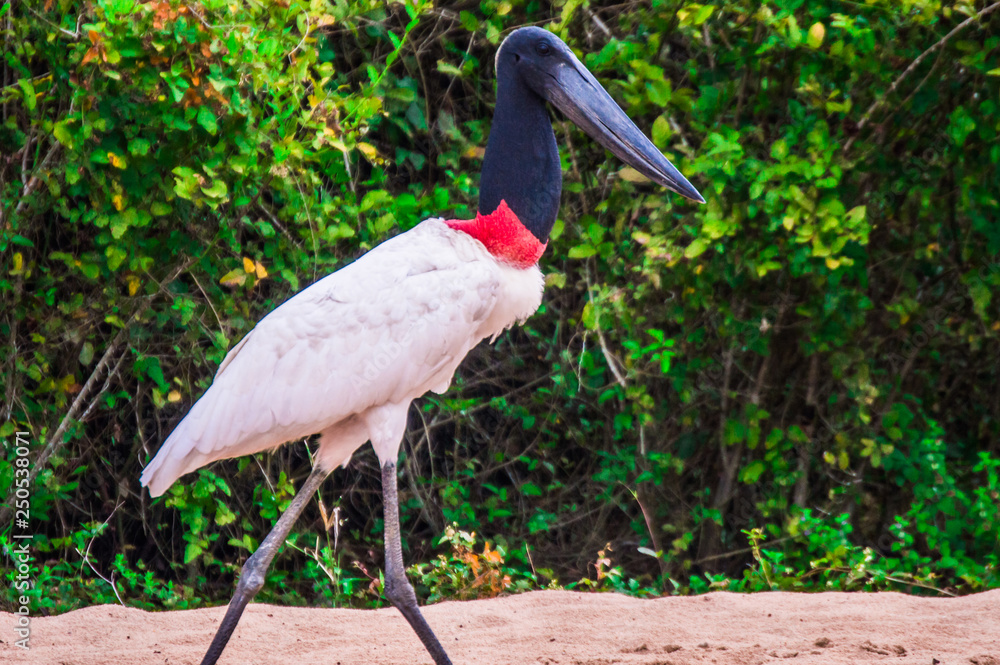 Naklejka premium Pantanal