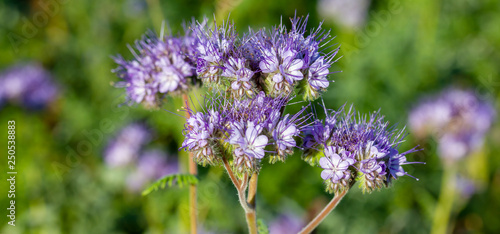 Rainfarn-Büschelschön (Phacelia tanacetifolia), eine lila Pflanze auf einem Feld