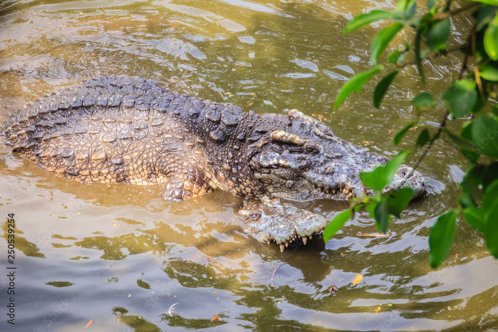 Mating crocodiles in the muddy river bank. Male and female crocodiles try to mating in the water in breeding season. Mating crocodiles in the muddy river bank. Male and female crocodiles try to mating in the water in breeding season.
