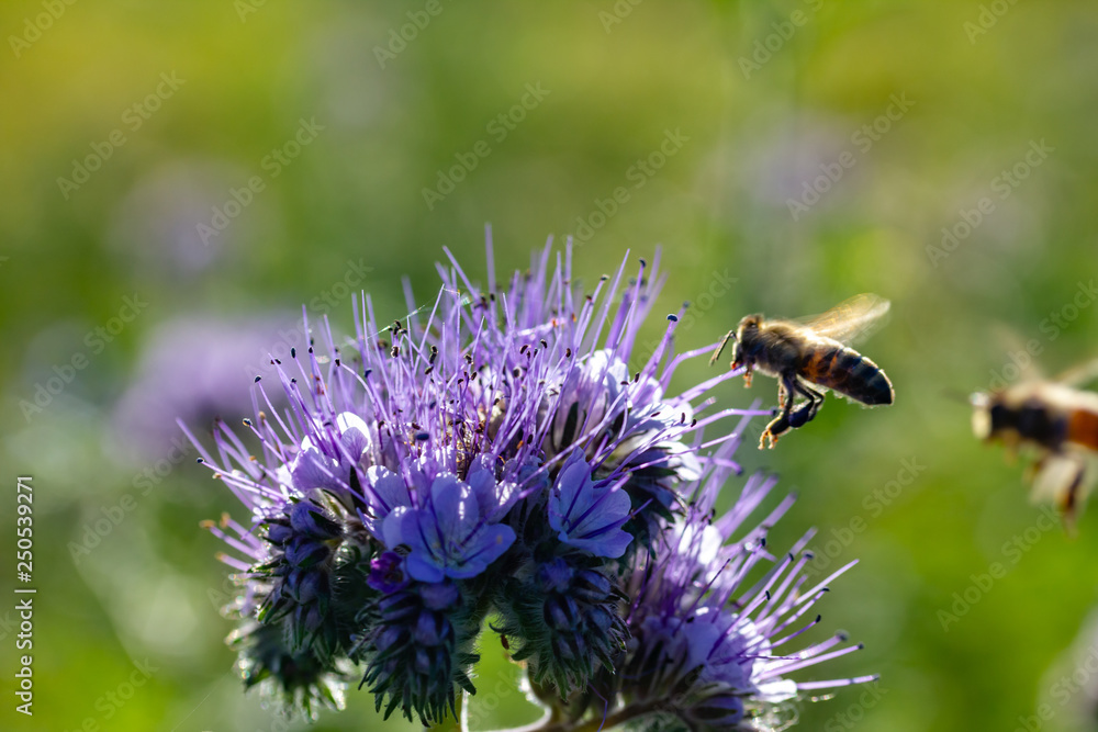 Bienen und Rainfarn-Büschelschön (Phacelia tanacetifolia), eine lila Pflanze auf einem Feld Bienen und Rainfarn-Büschelschön (Phacelia tanacetifolia), eine lila Pflanze auf einem Feld