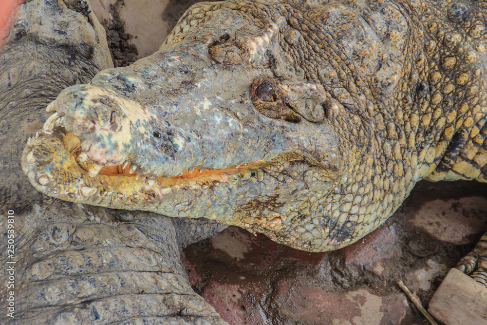 Fototapeta premium Sharp fangs and scary crocodile that waits for the prey. Dreadful crocodile with a toothy grin to attack the prey.