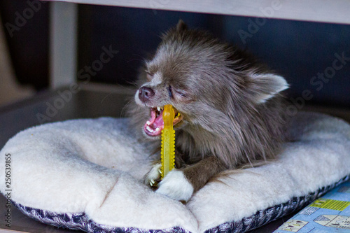 Grey chihuahua is standing on a wooden floor. Chihuahua is a small dog popular in the home. Have a playful and cheerful habit.