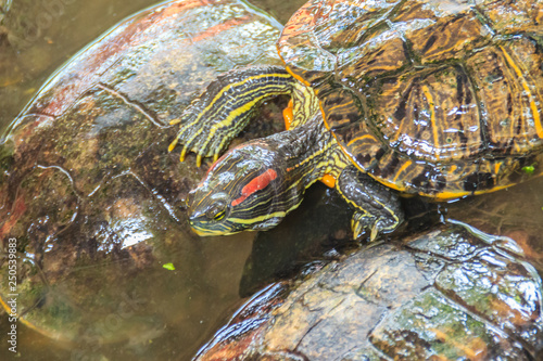 Cute red-eared slider (Trachemys scripta elegans), also known as the red-eared terrapin, is a semiaquatic turtle belonging to the family Emydidae. photo