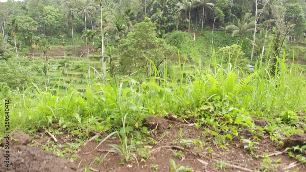 Taking off of drone in the jungle near rice terrace. Taking off of drone in the jungle near rice terrace.