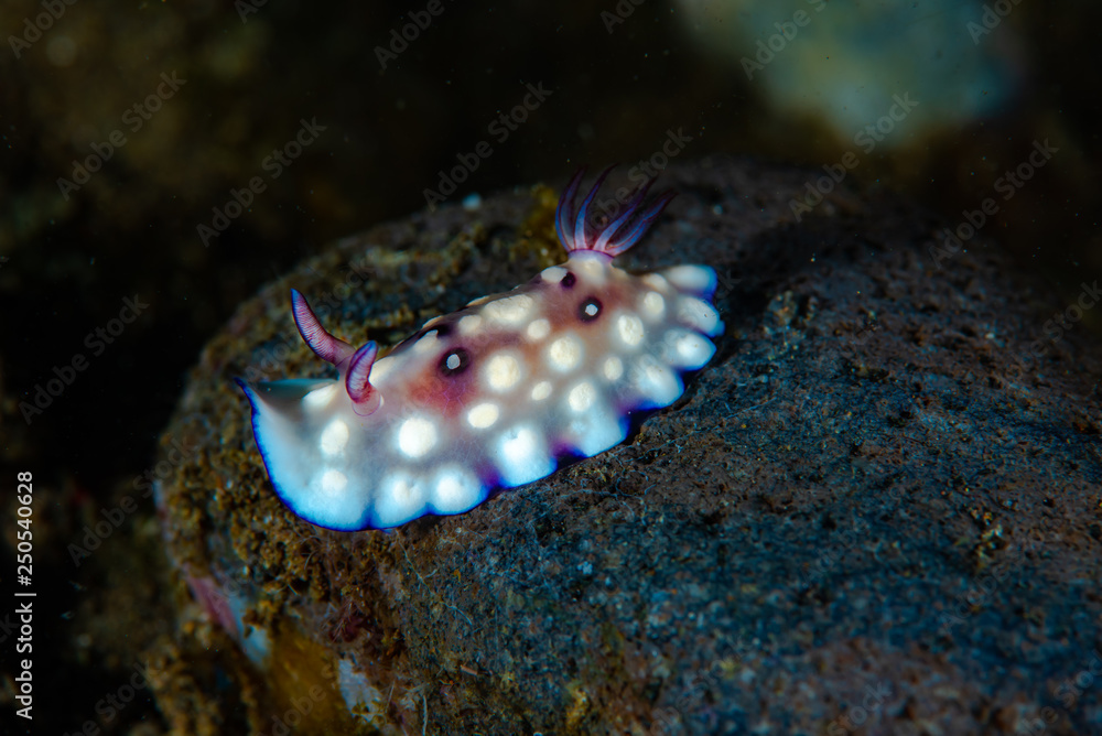 Goniobranchus hintuanensis Nudibranch Goniobranchus hintuanensis Nudibranch