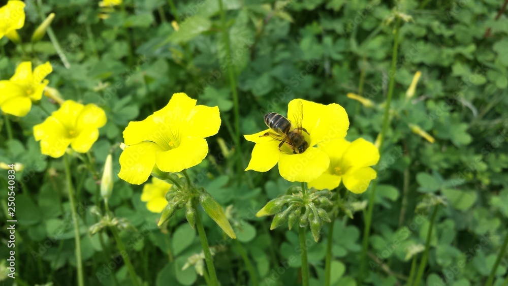 Obraz premium a bee on yellow flower
