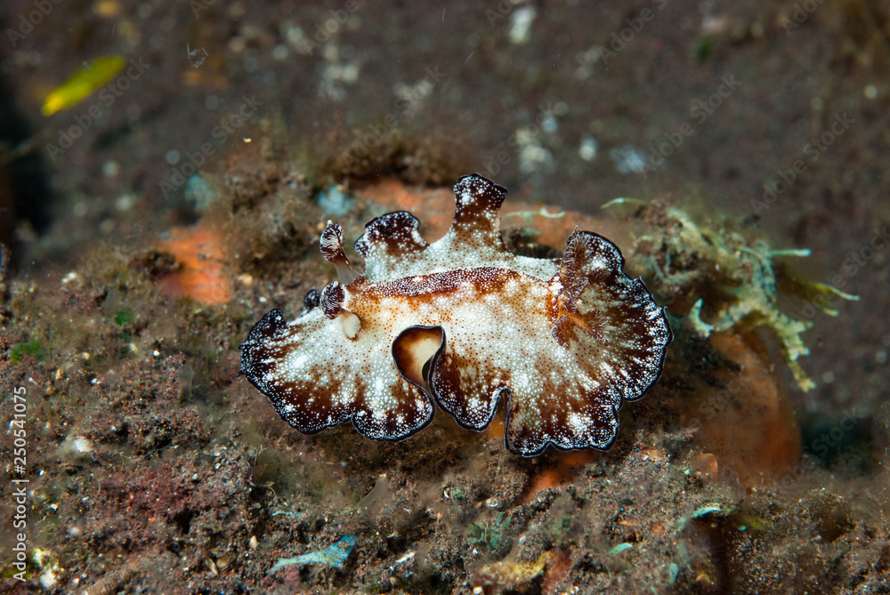 Discodoris boholiensis Nudibranch Discodoris boholiensis Nudibranch