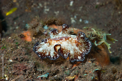 Discodoris boholiensis Nudibranch