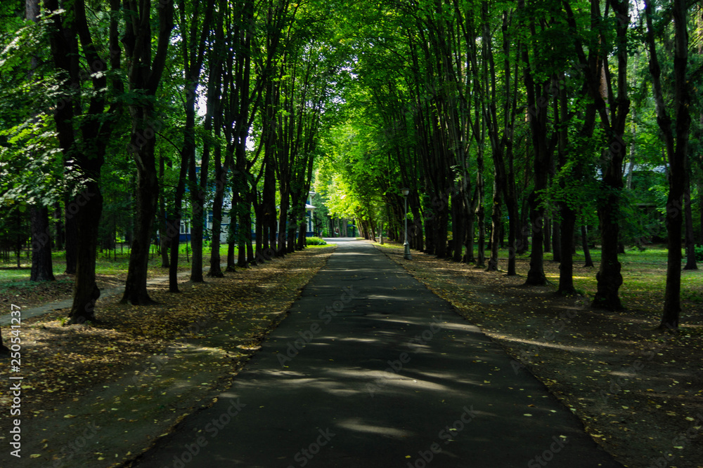 Naklejka premium alley