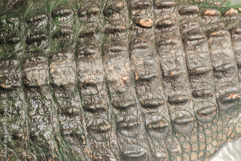 Alive crocodile skin pattern from the living body for background. Crocodile farming for breeding and raising of crocodiles in order to produce crocodile and alligator meat, leather, and other goods. Alive crocodile skin pattern from the living body for background. Crocodile farming for breeding and raising of crocodiles in order to produce crocodile and alligator meat, leather, and other goods.