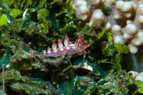 Flabellina rubrolineata Nudibranch photo