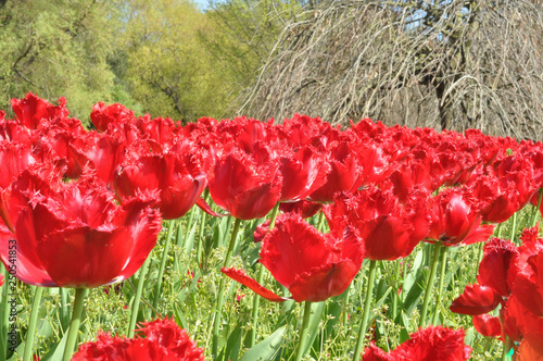Photography Tulips at the park- Dublin - Ireland