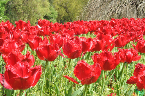 Photography Tulips at the park- Dublin - Ireland