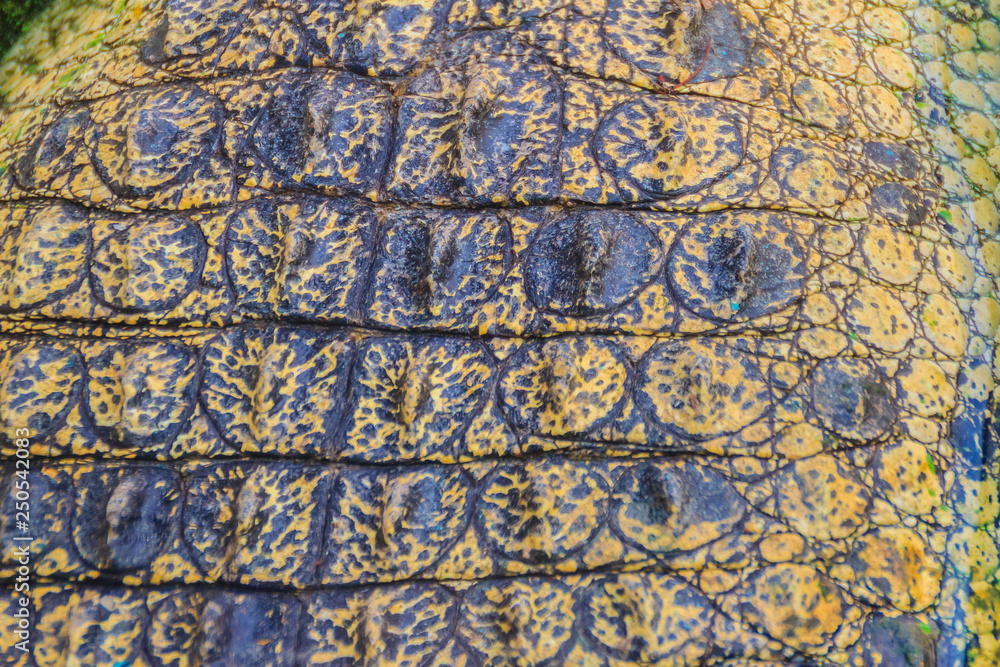 Alive crocodile skin pattern from the living body for background. Crocodile farming for breeding and raising of crocodiles in order to produce crocodile and alligator meat, leather, and other goods.