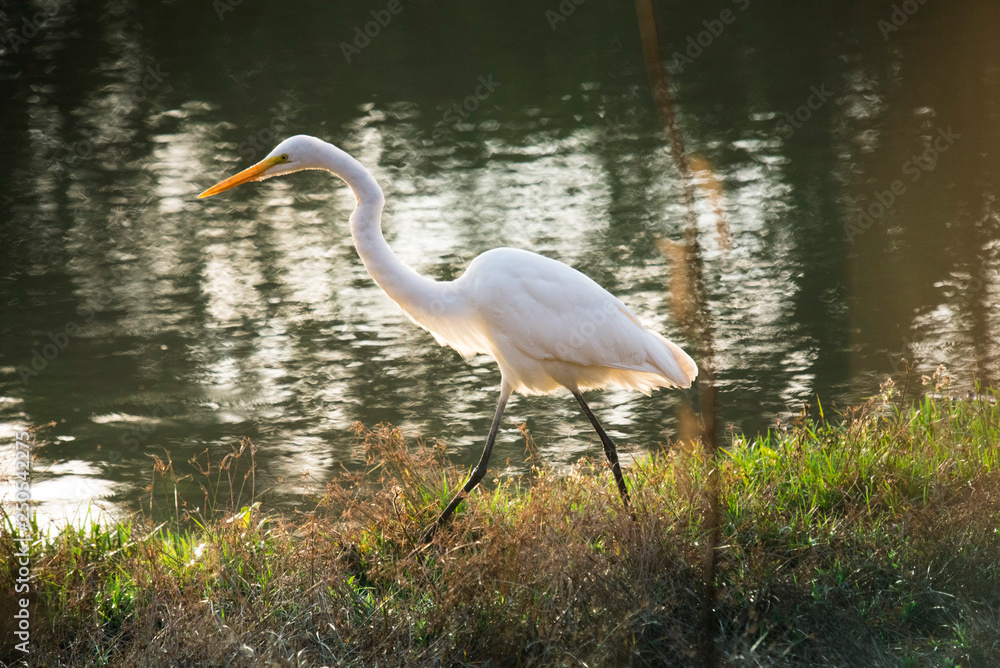 Obraz premium white heron