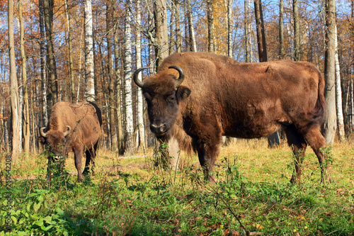 Bisons in the autumn forest