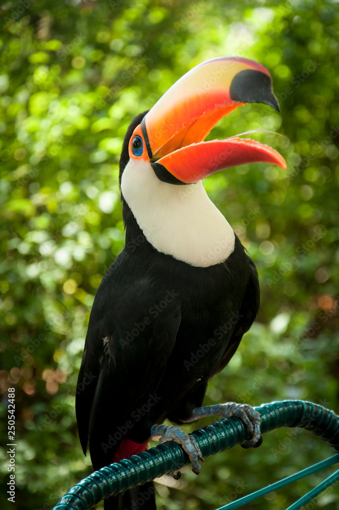 Obraz premium Tucan Bird