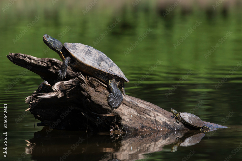 Large female and smaller male common map turtles - Graptemys geographica Large female and smaller male common map turtles - Graptemys geographica