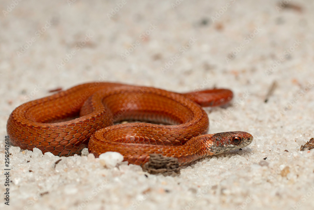 Redbelly snake - Storeria occipitomaculata Redbelly snake - Storeria occipitomaculata