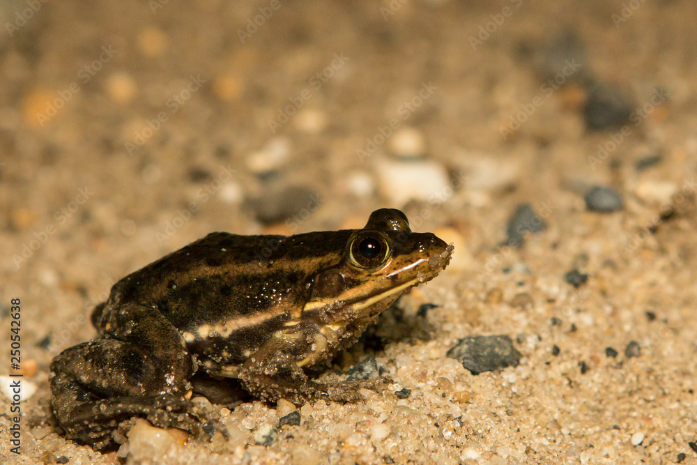 Carpenter frog (Lithobates virgatipes) macro Carpenter frog (Lithobates virgatipes) macro
