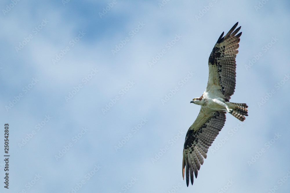 Fototapeta premium Osprey in flight - Pandion haliaetus