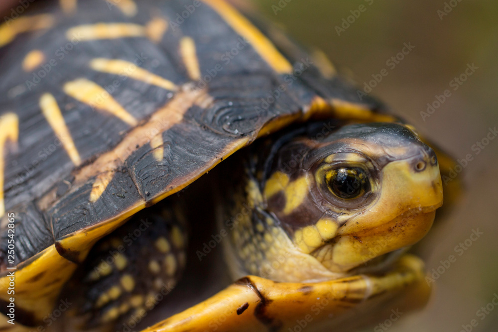 Closeup of a juvenile Florida box turtle - Terrapene carolina bauri Closeup of a juvenile Florida box turtle - Terrapene carolina bauri