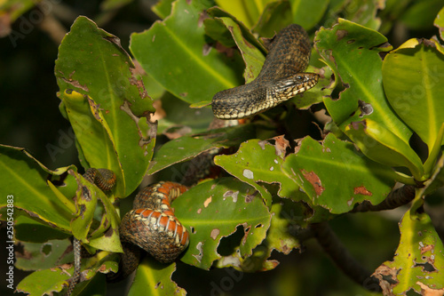 Slika na platnu Mangrove salt marsh snake - Nerodia clarkii compressicauda