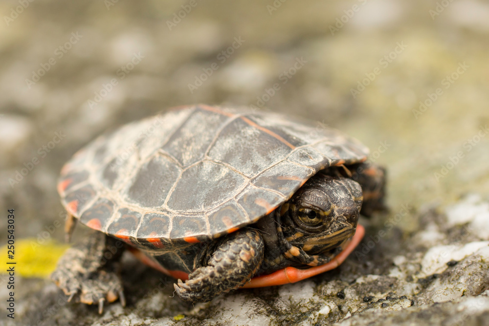 Baby painted turtle - Chrysemys picta picta Baby painted turtle - Chrysemys picta picta