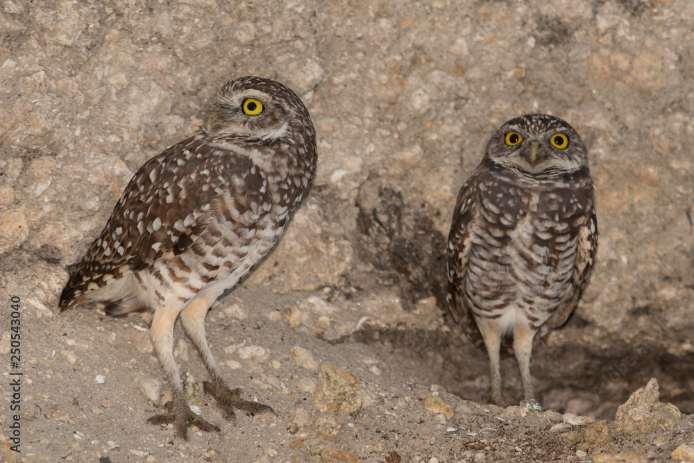 Pair of Florida burrowing owls outside their burrow - Athene cunicularia Pair of Florida burrowing owls outside their burrow - Athene cunicularia
