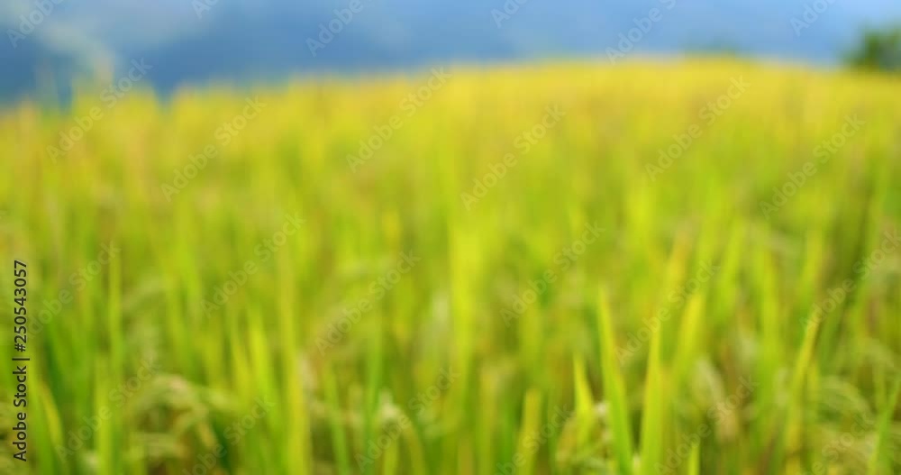 Defocused, blurry background green, yellow paddy field. Closeup of green paddy rice fields. Royalty high-quality free stock video footage of beautiful green, yellow terrace rice fields or paddy field Defocused, blurry background green, yellow paddy field. Closeup of green paddy rice fields. Royalty high-quality free stock video footage of beautiful green, yellow terrace rice fields or paddy field