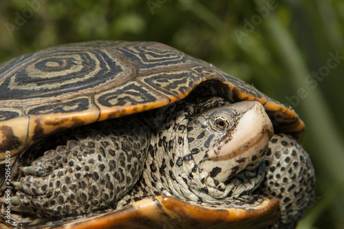 фотографія Female eastern diamondback terrapin (Malaclemys terrapin) crossing a paved road